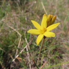 Bulbine bulbosa (Golden Lily, Bulbine Lily) at Tuggeranong, ACT - 23 Oct 2023 by MatthewFrawley