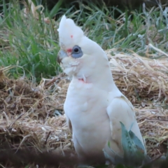 Cacatua sanguinea (Little Corella) at Braidwood, NSW - 23 Oct 2023 by MatthewFrawley