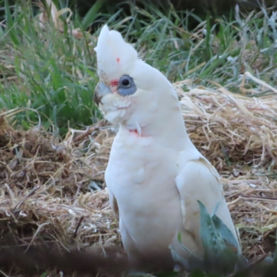 Cacatua sanguinea (Little Corella) at Braidwood, NSW - 23 Oct 2023 by MatthewFrawley