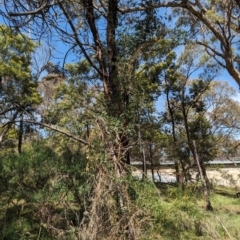 Passiflora caerulea at Ainslie, ACT - 24 Oct 2023 11:08 AM