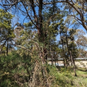 Passiflora caerulea at Ainslie, ACT - 24 Oct 2023 11:08 AM