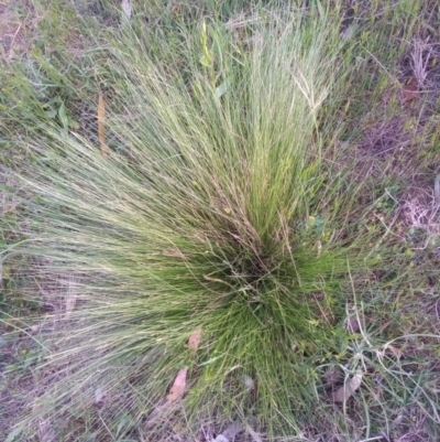 Nassella trichotoma (Serrated Tussock) at Point Hut to Tharwa - 23 Oct 2023 by MichaelBedingfield