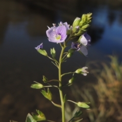 Veronica anagallis-aquatica (Blue Water Speedwell) at Tharwa, ACT - 16 May 2023 by michaelb