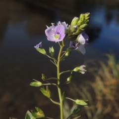 Veronica anagallis-aquatica (Blue Water Speedwell) at Tharwa, ACT - 16 May 2023 by MichaelBedingfield