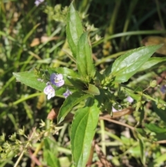 Veronica anagallis-aquatica at Tharwa, ACT - 16 May 2023 01:39 PM