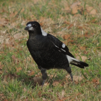 Gymnorhina tibicen (Australian Magpie) at Richardson, ACT - 15 Jul 2023 by michaelb