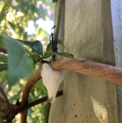 Unidentified Slime Mould (Myxomycetes) at Upper Kangaroo Valley, NSW - 24 Oct 2023 by Baronia