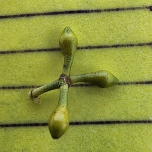 Eucalyptus mannifera subsp. mannifera at Ainslie, ACT - 24 Oct 2023 12:19 PM