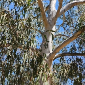 Eucalyptus mannifera subsp. mannifera at Ainslie, ACT - 24 Oct 2023 12:19 PM