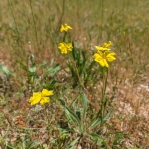 Goodenia pinnatifida at Curtin, ACT - 24 Oct 2023 12:12 PM