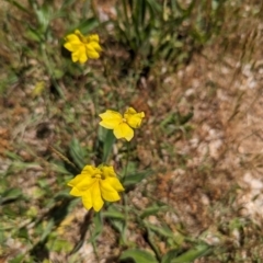 Goodenia pinnatifida at Curtin, ACT - 24 Oct 2023 12:12 PM