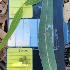 Eucalyptus viminalis subsp. viminalis (Manna Gum) at Watson, ACT - 24 Oct 2023 by Steve818