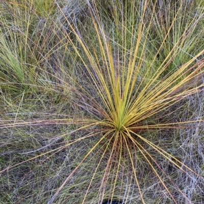 Xanthorrhoea resinosa (Grass Tree) at Vincentia, NSW - 4 Oct 2023 by Tapirlord