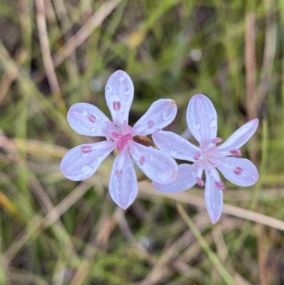 Burchardia umbellata (Milkmaids) at Vincentia, NSW - 4 Oct 2023 by Tapirlord