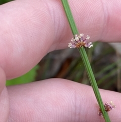 Amperea xiphoclada var. xiphoclada (Broom Spurge) at Vincentia, NSW - 4 Oct 2023 by Tapirlord