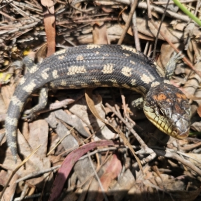 Tiliqua nigrolutea (Blotched Blue-tongue) at Captains Flat, NSW - 24 Oct 2023 by Csteele4