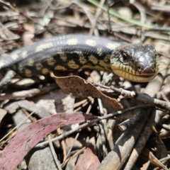 Tiliqua nigrolutea at Captains Flat, NSW - 24 Oct 2023