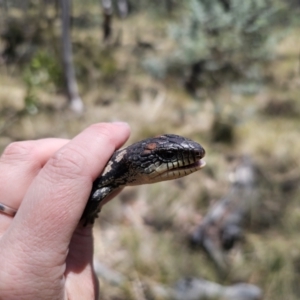 Tiliqua nigrolutea at Captains Flat, NSW - 24 Oct 2023