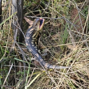 Tiliqua nigrolutea at Captains Flat, NSW - 24 Oct 2023