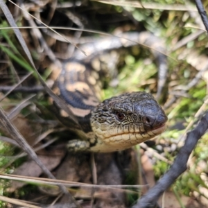 Tiliqua nigrolutea at Captains Flat, NSW - 24 Oct 2023