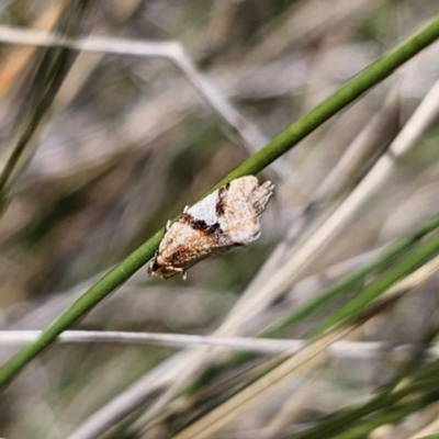 Epitymbia isoscelana (A Tortricid moth (Tortricinae)) at Captains Flat, NSW - 23 Oct 2023 by Csteele4