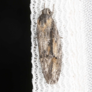 Agriophara discobola at O'Connor, ACT - 21 Oct 2023 09:53 PM