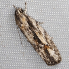 Agriophara discobola at O'Connor, ACT - 21 Oct 2023 09:53 PM