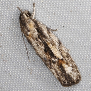 Agriophara discobola at O'Connor, ACT - 21 Oct 2023 09:53 PM