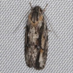 Agriophara discobola at O'Connor, ACT - 21 Oct 2023 09:53 PM