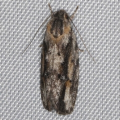 Agriophara discobola at O'Connor, ACT - 21 Oct 2023