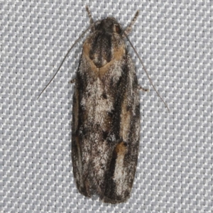 Agriophara discobola at O'Connor, ACT - 21 Oct 2023 09:53 PM