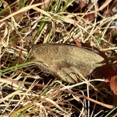 Heteronympha merope (Common Brown Butterfly) at Aranda, ACT - 24 Oct 2023 by KMcCue