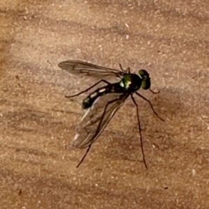 Heteropsilopus sp. (genus) at Aranda, ACT - 24 Oct 2023