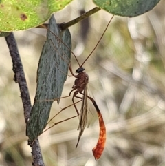 Enicospilus sp. (genus) at QPRC LGA - 24 Oct 2023