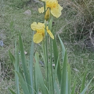 Iris germanica at Kowen, ACT - 24 Oct 2023 08:38 PM