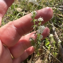 Asperula conferta (Common Woodruff) at Bruce Ridge to Gossan Hill - 24 Oct 2023 by lbradley