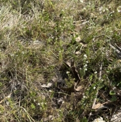 Asperula conferta at Bruce, ACT - 24 Oct 2023 04:03 PM