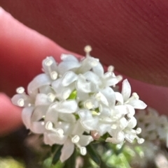 Asperula conferta at Bruce, ACT - 24 Oct 2023 04:03 PM