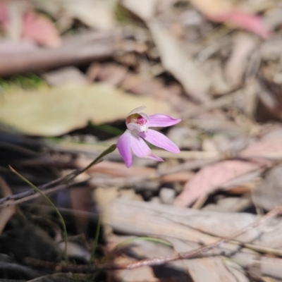 Caladenia carnea (Pink Fingers) at Cotter River, ACT - 24 Oct 2023 by BethanyDunne