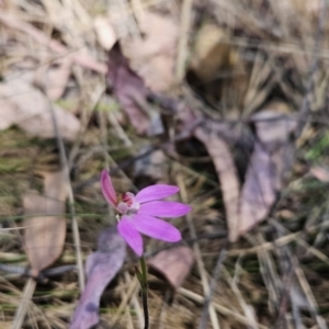 Caladenia carnea at Cotter River, ACT - 24 Oct 2023