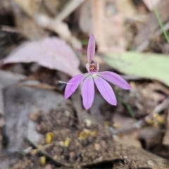 Caladenia carnea at Cotter River, ACT - 24 Oct 2023