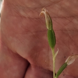 Bunochilus sp. at Cotter River, ACT - 24 Oct 2023