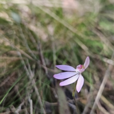 Caladenia carnea (Pink Fingers) at Cotter River, ACT - 24 Oct 2023 by BethanyDunne