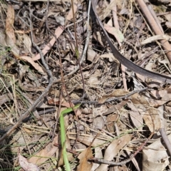 Caladenia sp. (A Caladenia) at Cotter River, ACT - 24 Oct 2023 by BethanyDunne