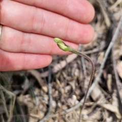 Caladenia sp. at Cotter River, ACT - suppressed