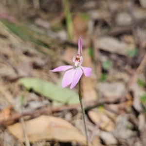 Caladenia carnea at Cotter River, ACT - suppressed