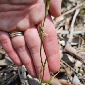 Bunochilus sp. at Cotter River, ACT - 24 Oct 2023