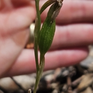 Bunochilus sp. at Cotter River, ACT - 24 Oct 2023