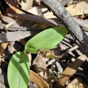 Chiloglottis valida at Cotter River, ACT - 24 Oct 2023