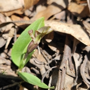 Chiloglottis valida at Cotter River, ACT - suppressed